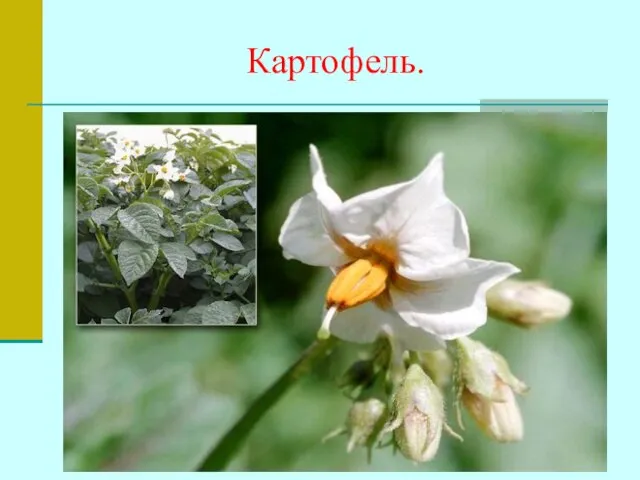 Картофель.