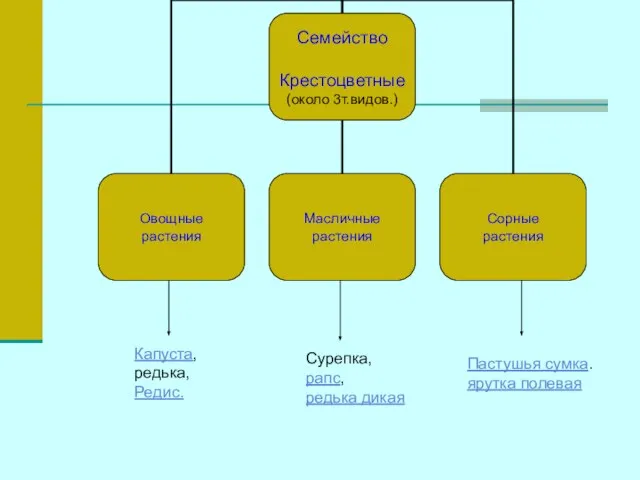 Капуста, редька, Редис. Сурепка, рапс, редька дикая Пастушья сумка. ярутка полевая