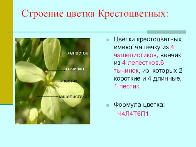 Строение цветка Крестоцветных: Цветки крестоцветных имеют чашечку из 4 чашелистиков, венчик из