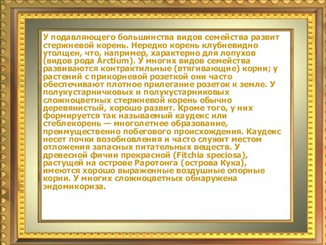 У подавляющего большинства видов семейства развит стержневой корень. Нередко корень клубневидно утолщен,