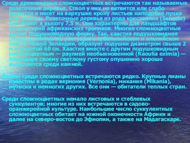 Среди древовидных сложноцветных встречаются так называемые розеточные деревья. Ствол у них не