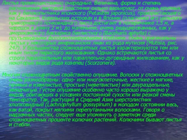 Листья преимущественно очередные. Величина, форма и степень расчленения листовой пластинки сильно варьируют,