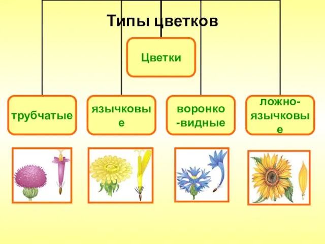 Типы цветков