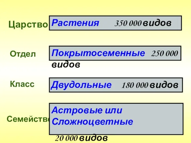 Царство Отдел Класс Семейство Растения 350 000 видов Покрытосеменные 250 000 видов