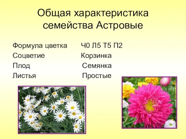 Общая характеристика семейства Астровые Формула цветка Ч0 Л5 Т5 П2 Соцветие Корзинка Плод Семянка Листья Простые