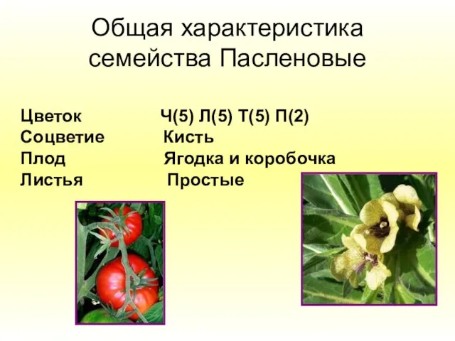 Общая характеристика семейства Пасленовые Цветок Ч(5) Л(5) Т(5) П(2) Соцветие Кисть Плод