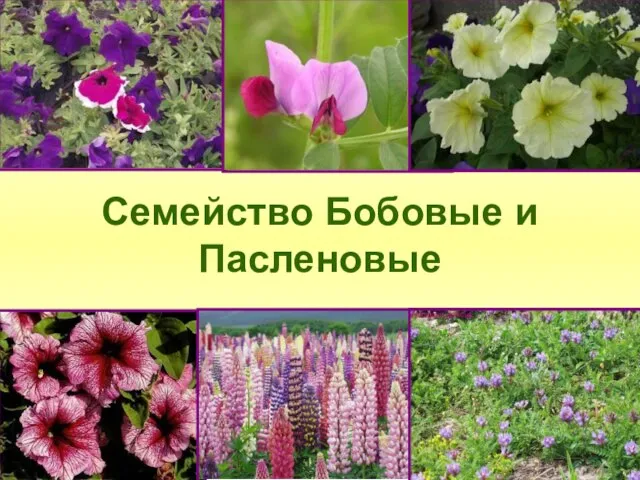 Семейство Бобовые и Пасленовые