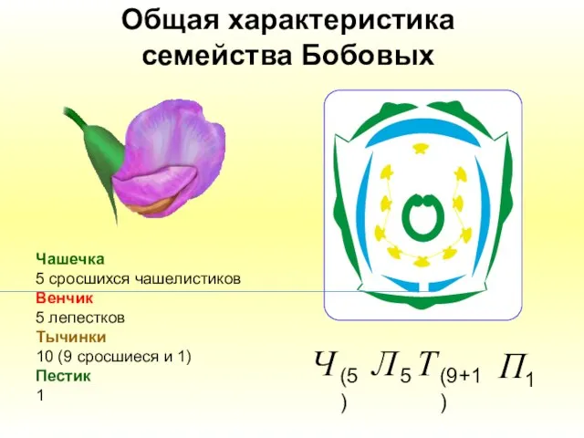 Общая характеристика семейства Бобовых Чашечка 5 сросшихся чашелистиков Венчик 5 лепестков Тычинки