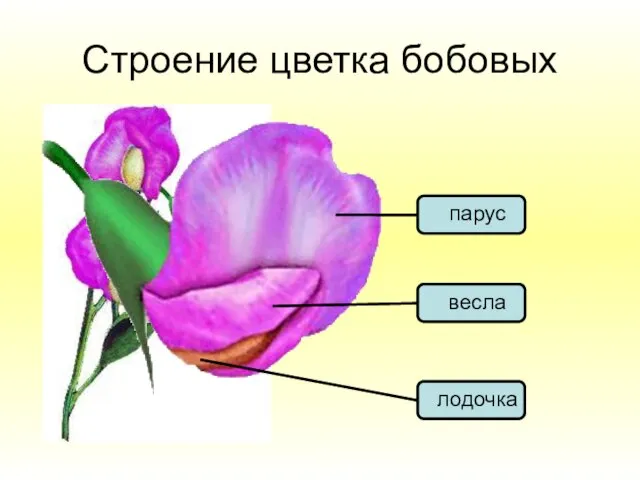 Строение цветка бобовых