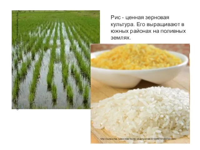 Рис - ценная зерновая культура. Его выращивают в южных районах на поливных землях. http://kalmykia-online.ru/index.php?option=com_content&task=view&id=1596&Itemid=30 http://subscribe.ru/archive/home.vkusnyatina/201009/13120722.html