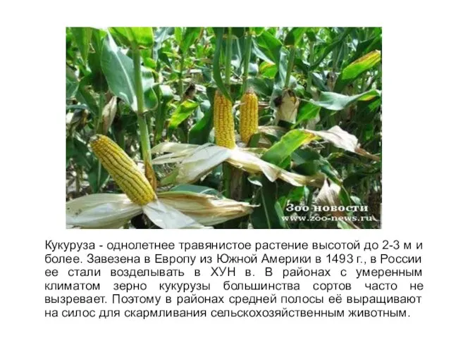 Кукуруза - однолетнее травянистое растение высотой до 2-3 м и более. Завезена