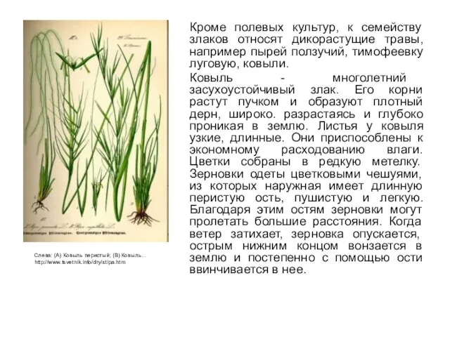 Кроме полевых культур, к семейству злаков относят дикорастущие травы, например пырей ползучий,