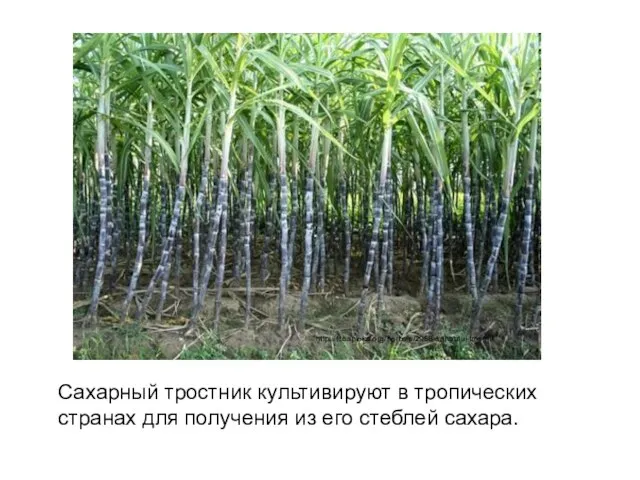 Сахарный тростник культивируют в тропических странах для получения из его стеблей сахара. http://fitoapteka.org/herbs-s/2958-saharnui-trostnik