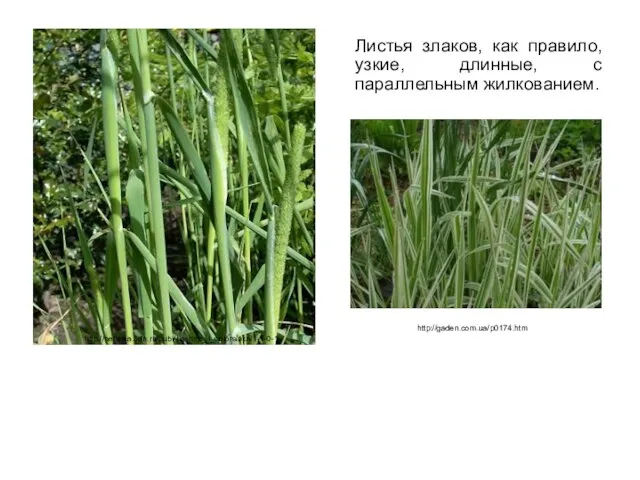 Листья злаков, как правило, узкие, длинные, с параллельным жилкованием. http://nefizika.3dn.ru/publ/bashnja_i_solominka/1-1-0-1 http://gaden.com.ua/p0174.htm