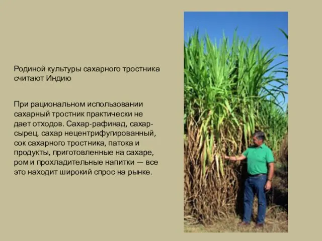Родиной культуры сахарного тростника считают Индию При рациональном использовании сахарный тростник практически