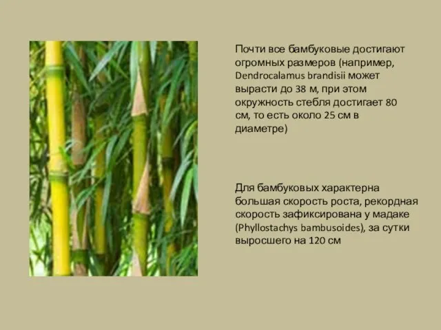 Почти все бамбуковые достигают огромных размеров (например, Dendrocalamus brandisii может вырасти до