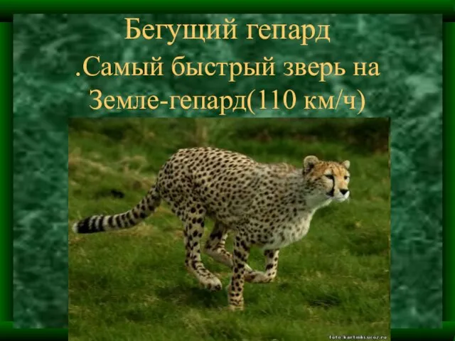 Бегущий гепард .Самый быстрый зверь на Земле-гепард(110 км/ч)