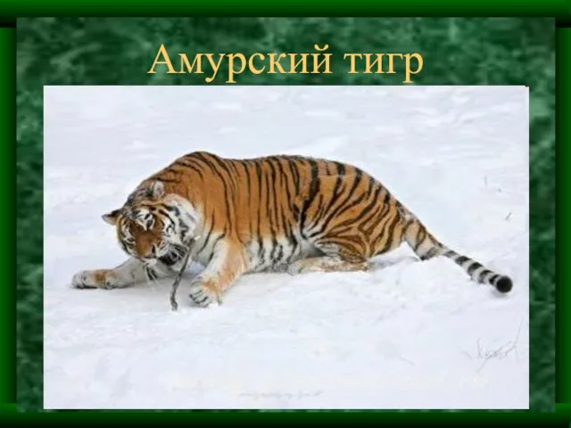 Амурский тигр