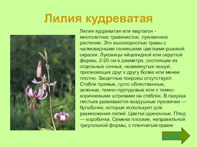 Лилия кудреватая Назад Лилия кудреватая или мартагон - многолетнее травянистое, луковичное растение.