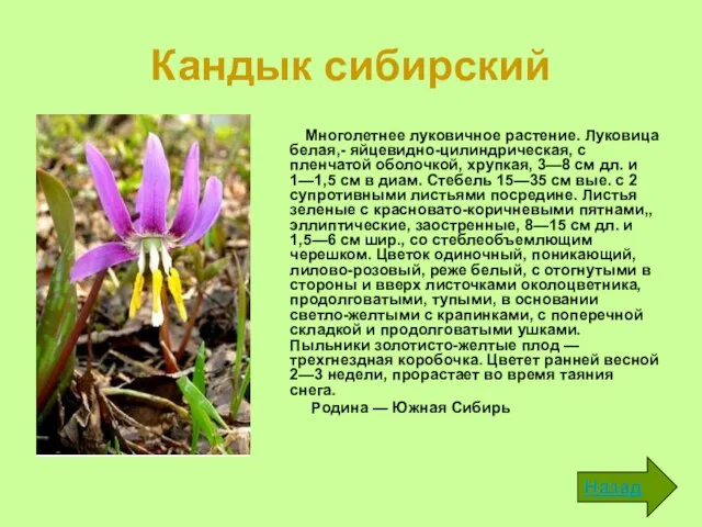 Кандык сибирский Многолетнее луковичное растение. Луковица белая,- яйцевид­но-цилиндрическая, с пленчатой оболочкой, хрупкая,