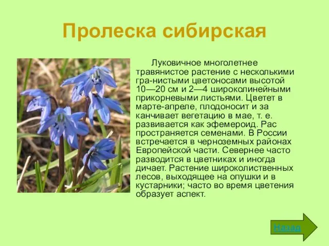 Пролеска сибирская Луковичное многолетнее травянистое растение с несколькими гра-нистыми цветоносами высотой 10—20