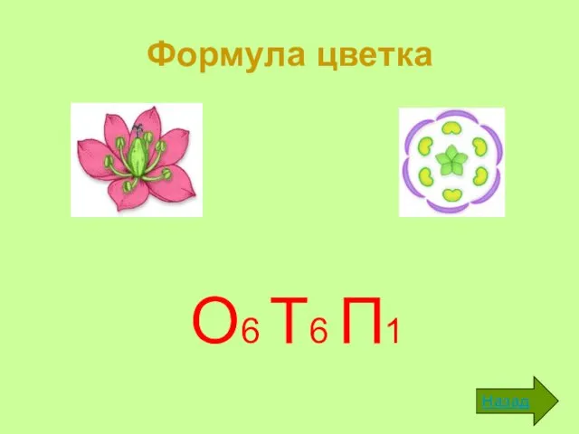 Формула цветка О6 Т6 П1 Назад