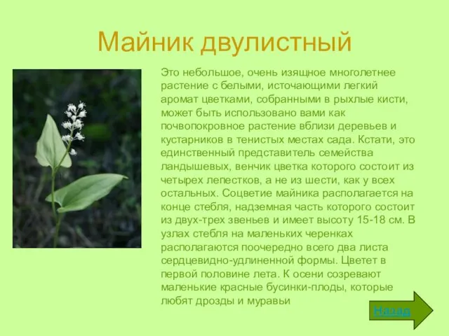 Майник двулистный Это небольшое, очень изящное многолетнее растение с белыми, источающими легкий