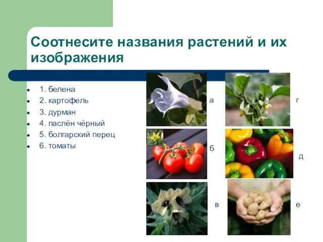 Соотнесите названия растений и их изображения 1. белена 2. картофель 3. дурман