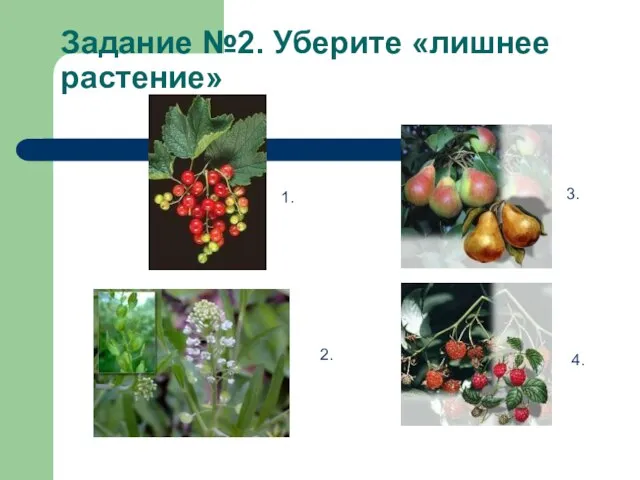 Задание №2. Уберите «лишнее растение» 1. 2. 3. 4.