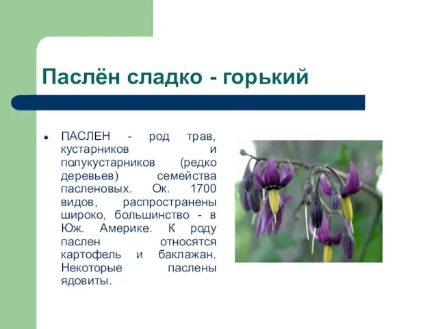 Паслён сладко - горький ПАСЛЕН - род трав, кустарников и полукустарников (редко