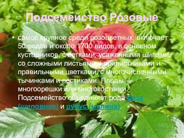 Подсемейство Розовые самое крупное среди розоцветных, включает 50 родов и около 1700