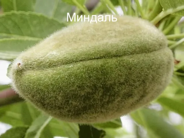 Миндаль