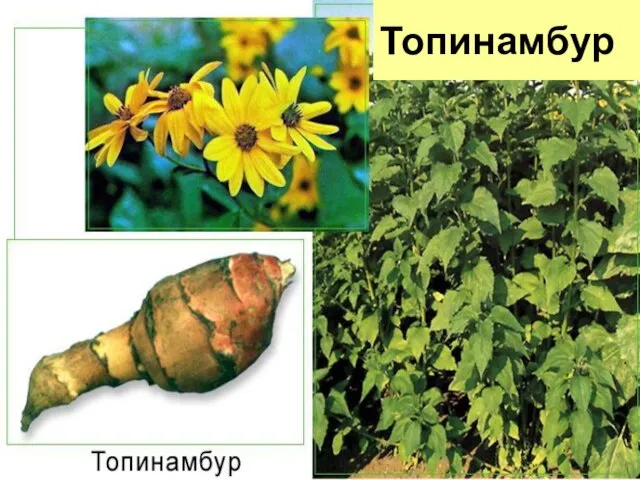 Топинамбур