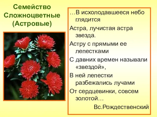 Семейство Сложноцветные (Астровые) …В исхолодавшееся небо глядится Астра, лучистая астра звезда. Астру