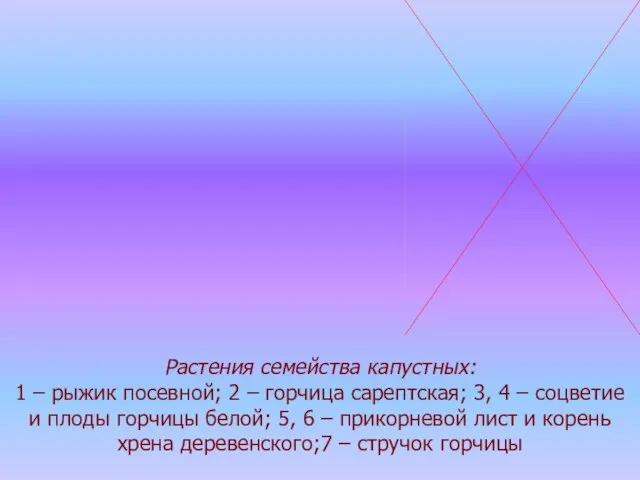 Растения семейства капустных: 1 – рыжик посевной; 2 – горчица сарептская; 3,