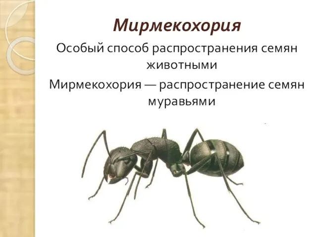 Мирмекохория Особый способ распространения семян животными Мирмекохория — распространение семян муравьями