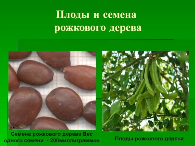Плоды и семена рожкового дерева Семена рожкового дерева Вес одного семени - 200миллиграммов Плоды рожкового дерева