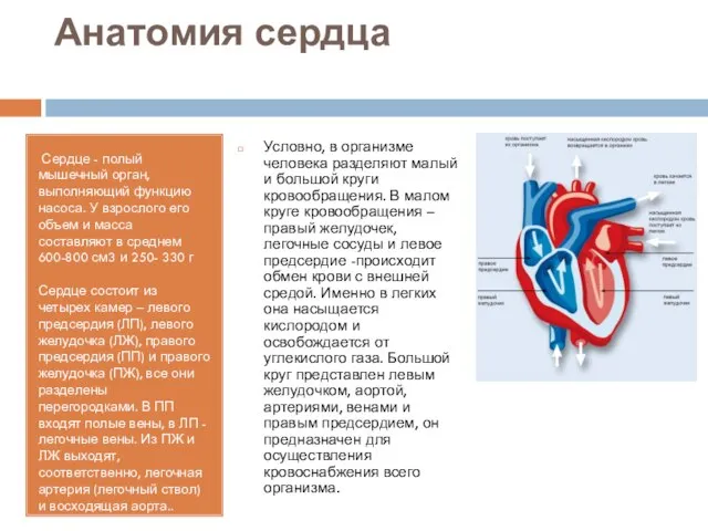 Анатомия сердца Сердце - полый мышечный орган, выполняющий функцию насоса. У взрослого
