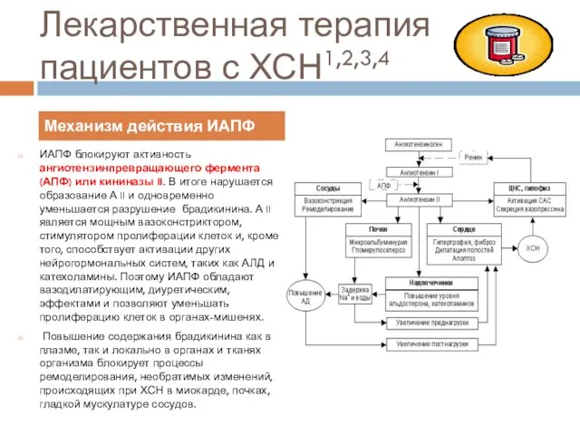 Лекарственная терапия пациентов с ХСН1,2,3,4 ИАПФ блокируют активность ангиотензинпревращающего фермента (АПФ) или