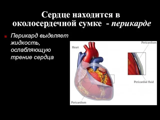 Сердце находится в околосердечной сумке - перикарде Перикард выделяет жидкость, ослабляющую трение сердца