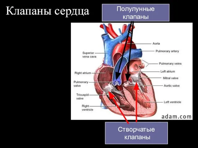 Клапаны сердца Створчатые клапаны Полулунные клапаны