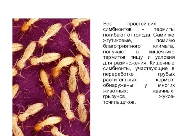 Без простейших – симбионтов - термиты погибают от голода. Сами же жгутиковые,