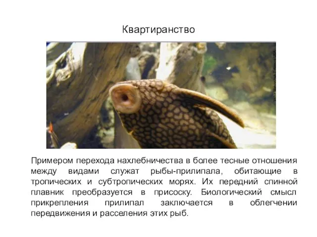 Квартиранство Примером перехода нахлебничества в более тесные отношения между видами служат рыбы-прилипала,