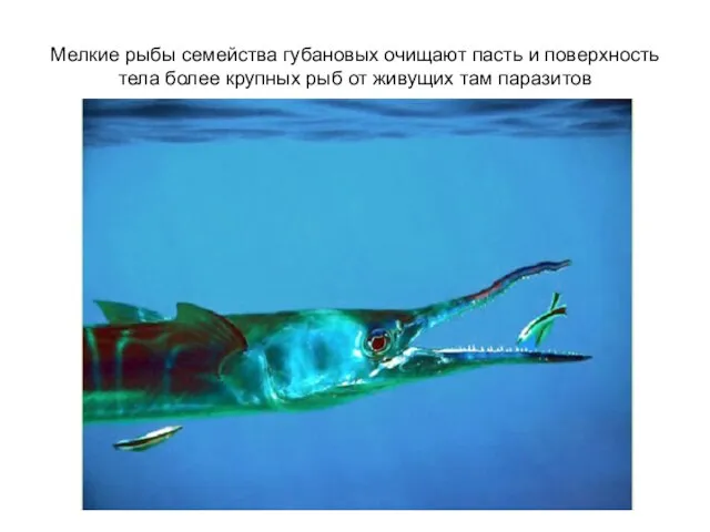 Мелкие рыбы семейства губановых очищают пасть и поверхность тела более крупных рыб от живущих там паразитов