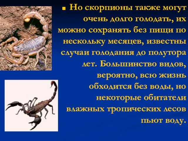 Но скорпионы также могут очень долго голодать, их можно сохранять без пищи