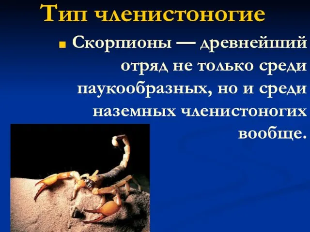 Тип членистоногие Скорпионы — древнейший отряд не только среди паукообразных, но и среди наземных членистоногих вообще.