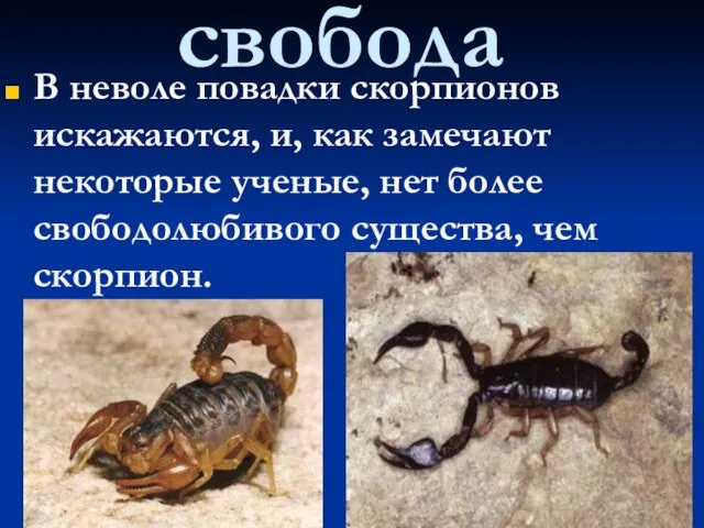 свобода В неволе повадки скорпионов искажаются, и, как замечают некоторые ученые, нет