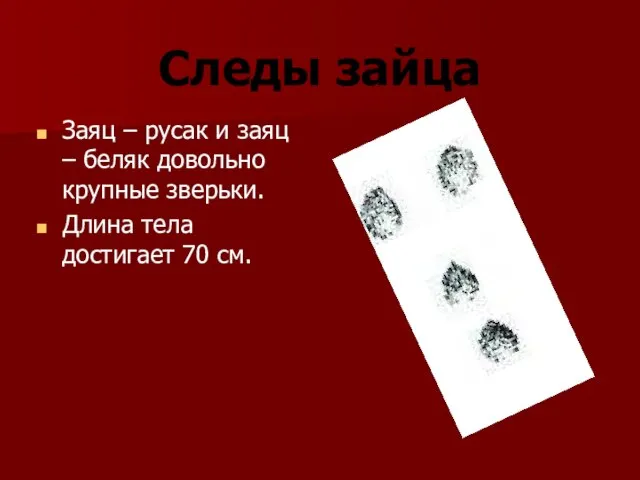 Следы зайца Заяц – русак и заяц – беляк довольно крупные зверьки.