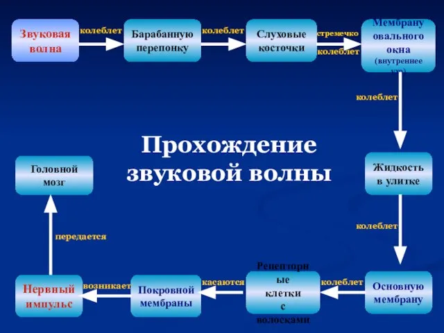 Звуковая волна Барабанную перепонку Слуховые косточки Мембрану овального окна (внутреннее ухо) Жидкость