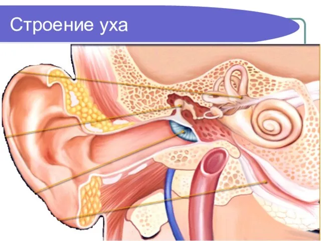 Строение уха